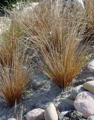 Carex buchananii  Red Rooster