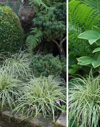 Carex ´Evergold´