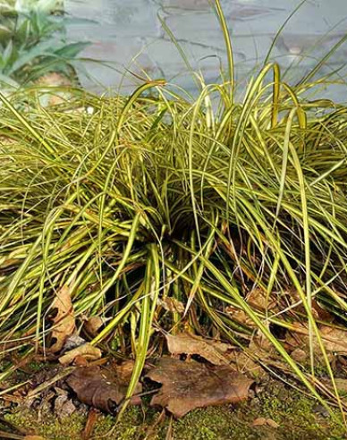 Carex ´Evergold´