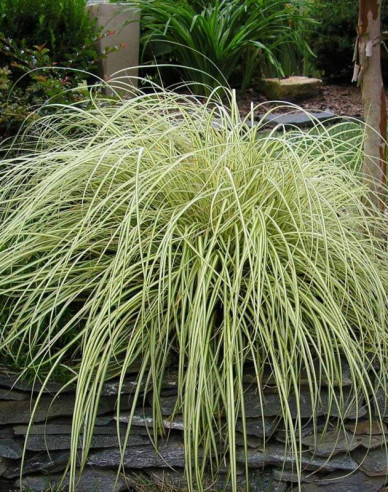 Carex ´Evergold´