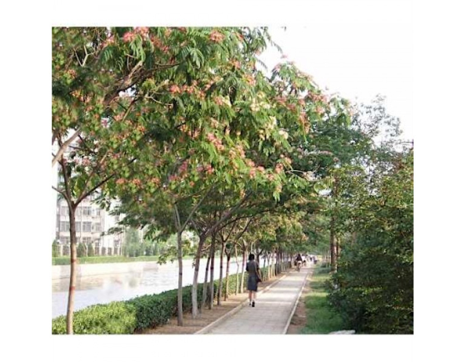 Albizia roz pe un pandantiv