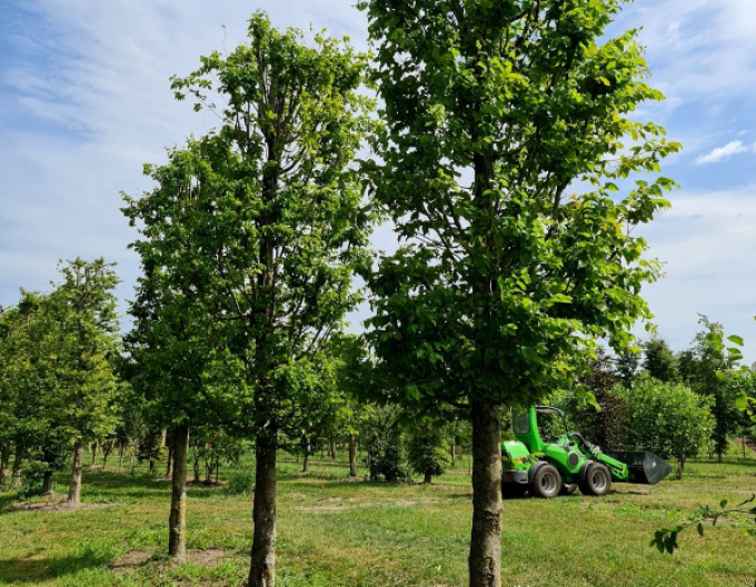 Carpen columnar ´Fastigiata´ pe o tulpină