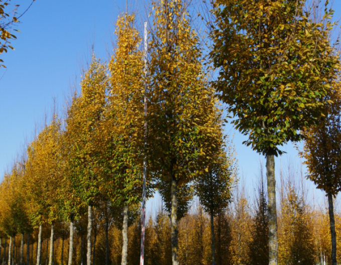 Carpen columnar ´Fastigiata´ pe o tulpină