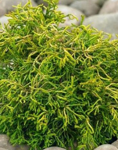 Chamaecyparis obtusa Tsatsumi Gold
