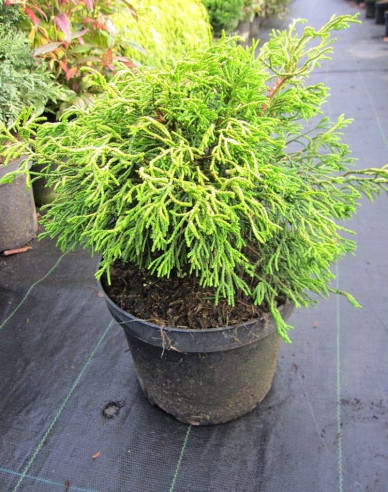 Chamaecyparis obtusa Tsatsumi Gold
