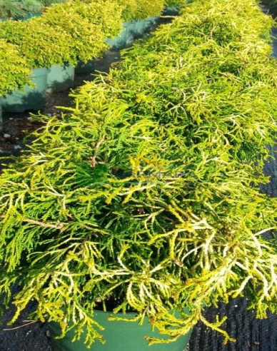 Chamaecyparis obtusa Tsatsumi Gold