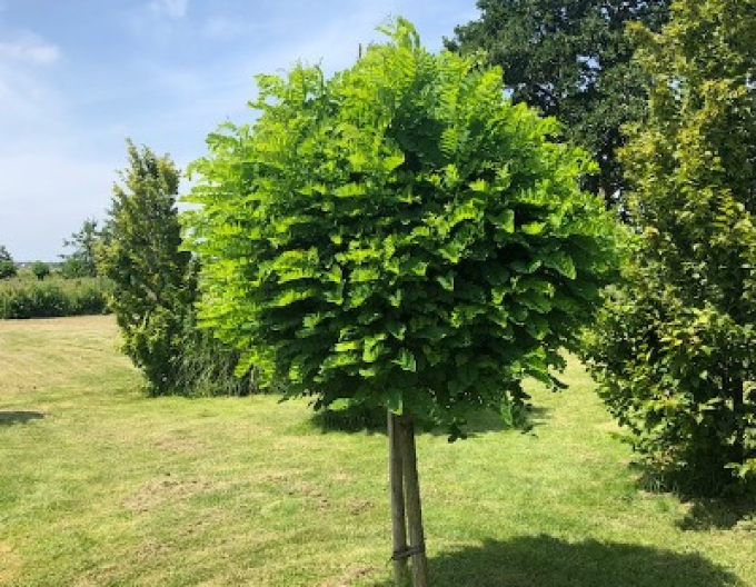 Salcâm alb ´Umbraculifera´