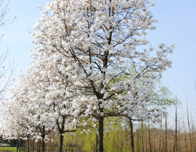 Magnolia japoneză pe o tulpină