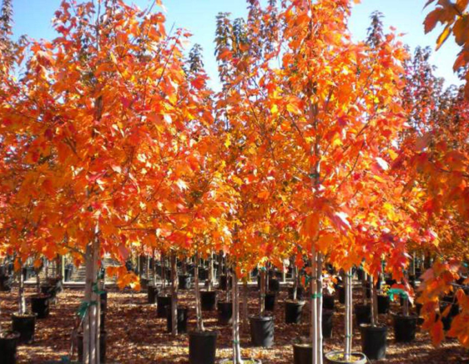 Arțar roșu "October Glory