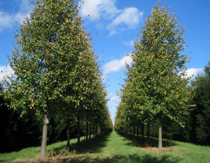 Arbore de tei "Greenspire