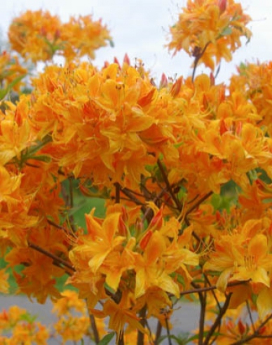 Azalee cu flori mari ´Golden light´
