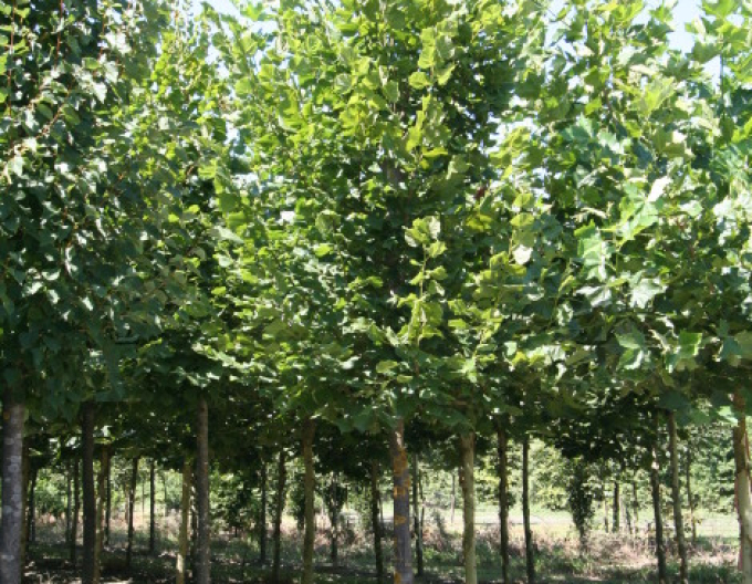 Arbore de tei "Greenspire