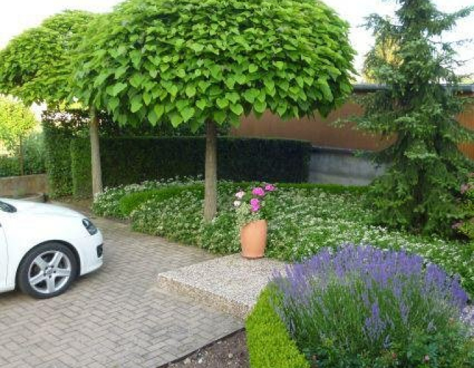 Catalpa ovata