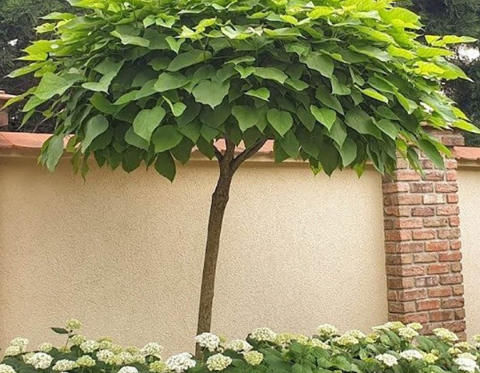 Catalpa ovata