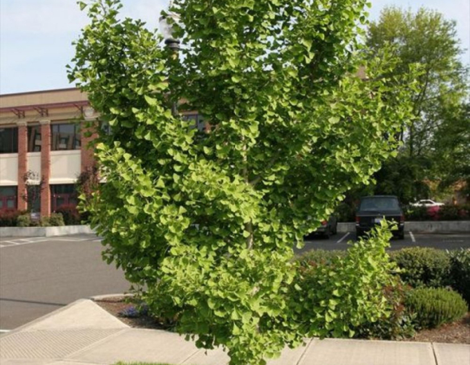 Ginko-pendula pe tulpină