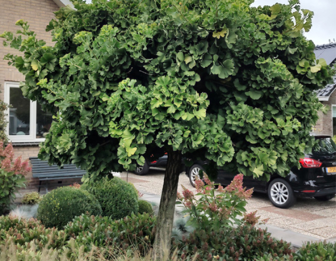 Ginko-pendula pe tulpină
