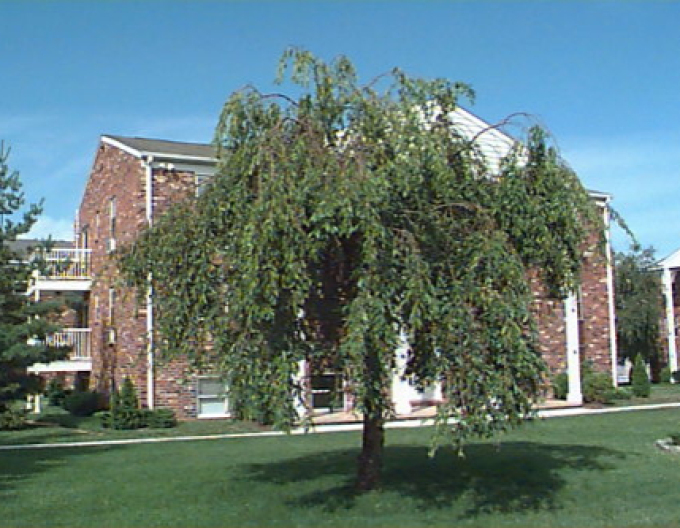 Cireș ornamental