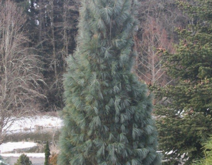 Pin neted ´Fastigiata´