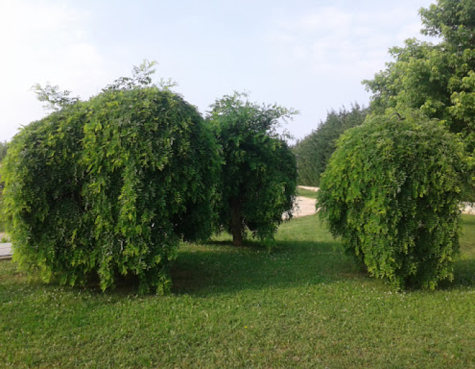 Sofora japoneză