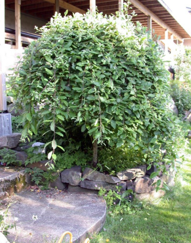 Salcie înaltă ´Kilmarnock´ pe o tulpină 80cm