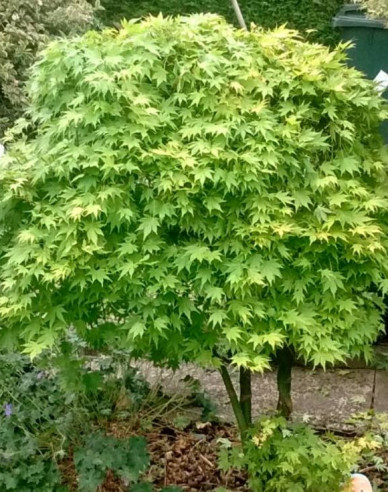 Arțar cu frunze de palmier Verde