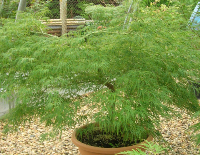 Acer Dissectum ´Viridis´