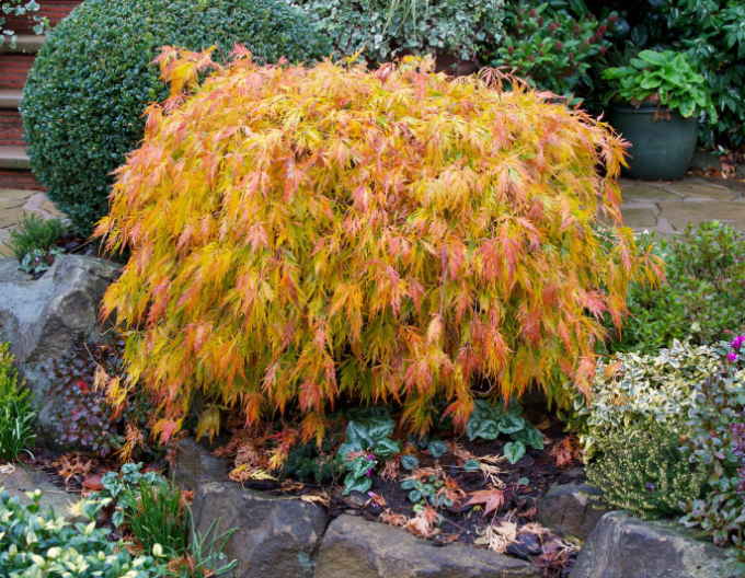 Acer Dissectum ´Viridis´