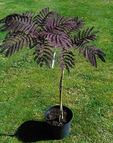 Albizia roz ´Summer Chocolate´ 125 - 150cm