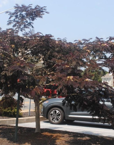 Albizia roz ´Summer Chocolate´ 125 - 150cm