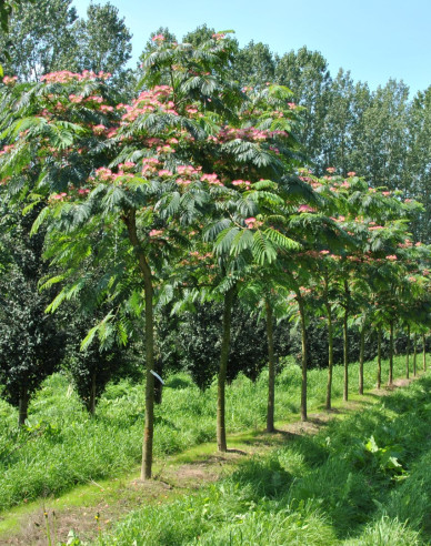 Albizia roz 125 - 150cm