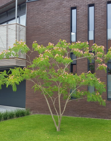 Albizia roz 125 - 150cm