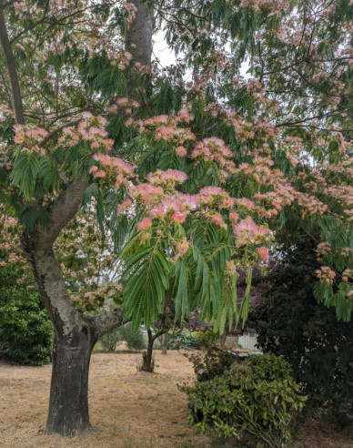 Albizia roz 125 - 150cm