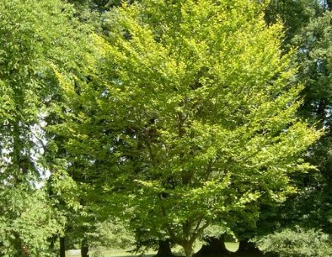 Fag de pădure ´Zlatia´