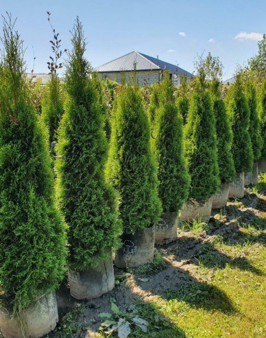 Thuja Emerald