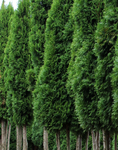 Thuja Emerald