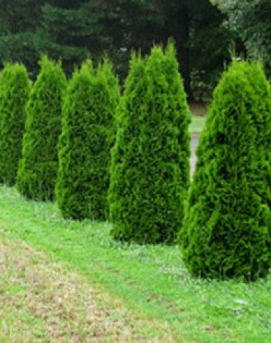 Thuja Emerald