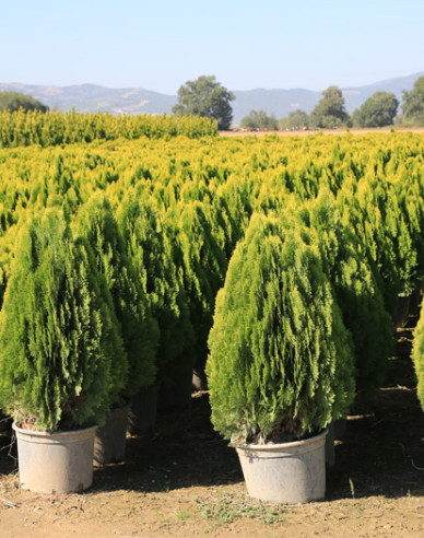 Thuja de est Aurea Nana