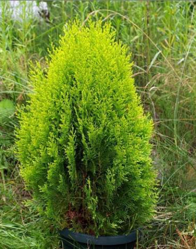 Thuja de est Aurea Nana