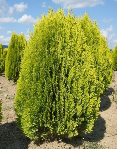Thuja de est Aurea Nana