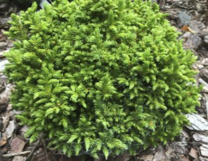 Cryptomeria japonica ´Elegans Nana ´