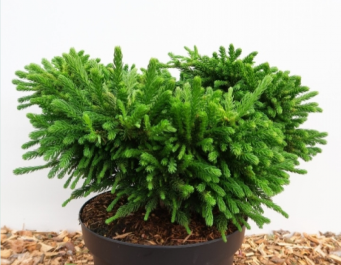Cryptomeria japoneză ´Dinger´´