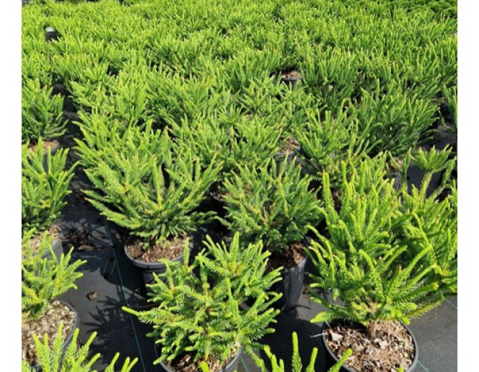 Cryptomeria japoneză ´Dinger´´