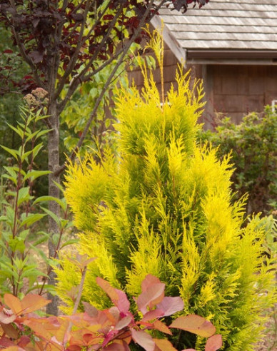 Thuja ´4ever Gold´