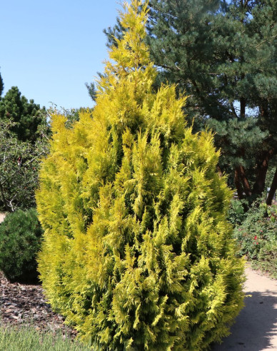 Thuja ´4ever Gold´