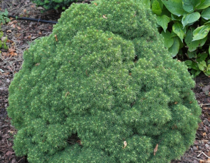 Molid "Alberta Globe"