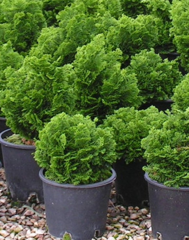 Chamaecyparis obtusa NANA GRACILIS