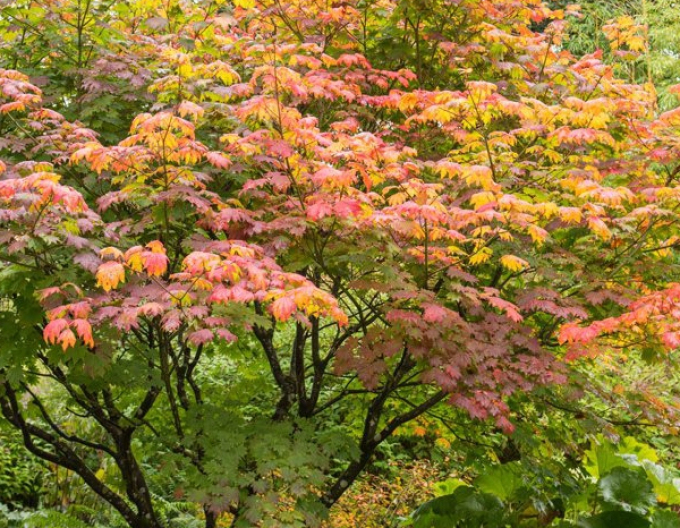 Arțar japonez Vitifolium