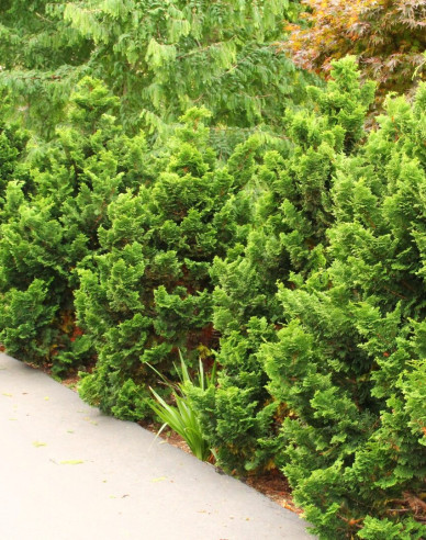 Chamaecyparis obtusa NANA GRACILIS