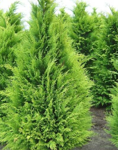 Chamaecyparis junifera "Yvonne"