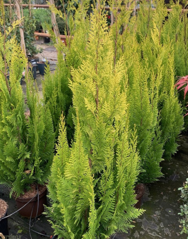 Chamaecyparis junifera "Yvonne"